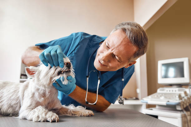 Best Emergency Dentist for Knocked-Out Tooth in Westmont, IL